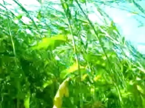 ଜଙ୍ଗଲରେ ସେକ୍ସି ଚଳଚ୍ଚିତ୍ର ହିନ୍ଦୀ