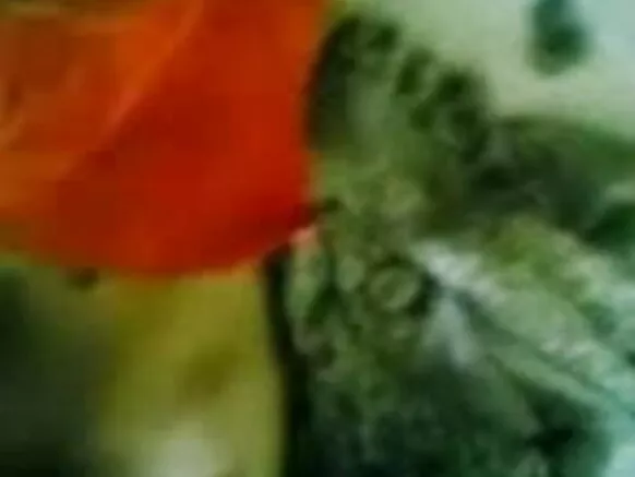 ଆଇନ୍ ବବ୍ ଏବଂ ପିଉସୀ ମିଠା ଶୋ’ରେ ମିଠା gf - jp spl